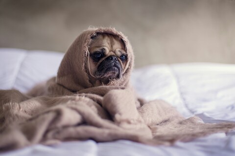 Pug covered in blanket