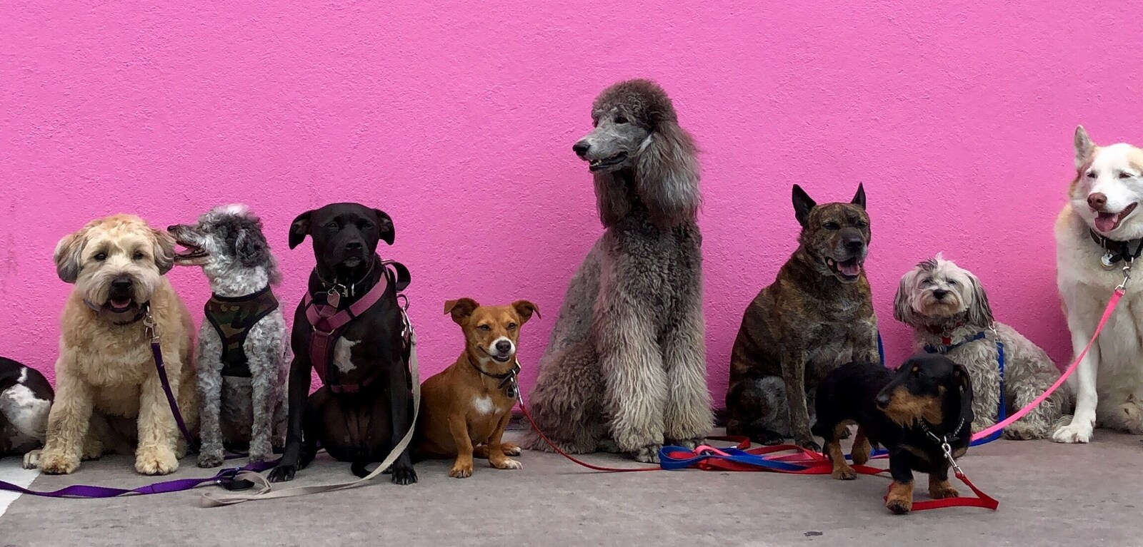 Group of dogs against a pink wall