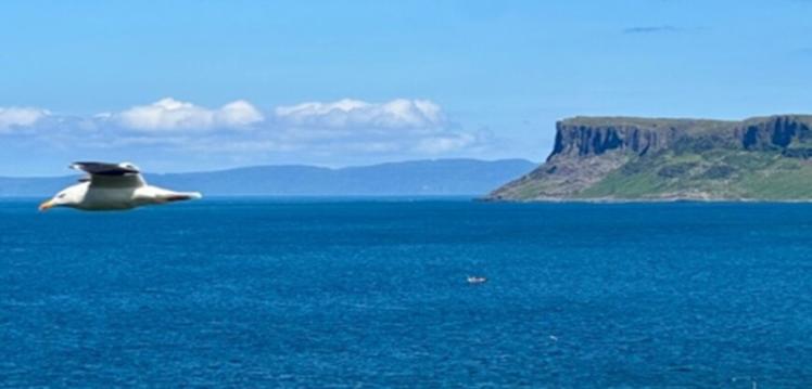 North Coast sea image with seagull