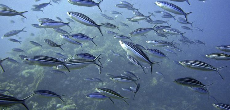 fish under water