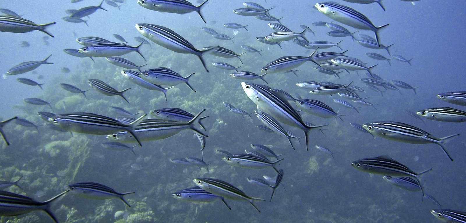 fish under water