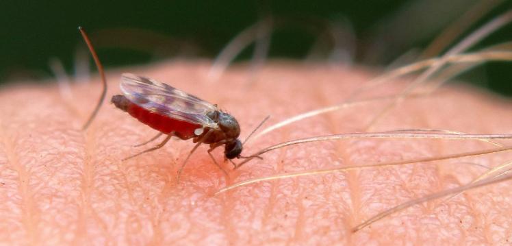 insect on a humans hand