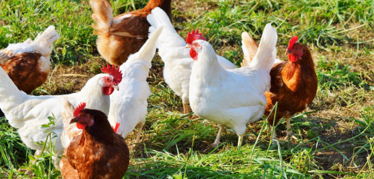 chickens on a farm