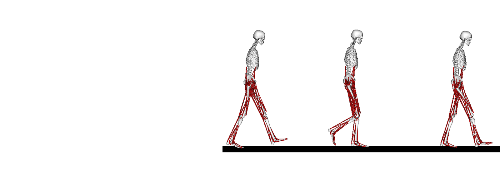 Simulation models of humans walking